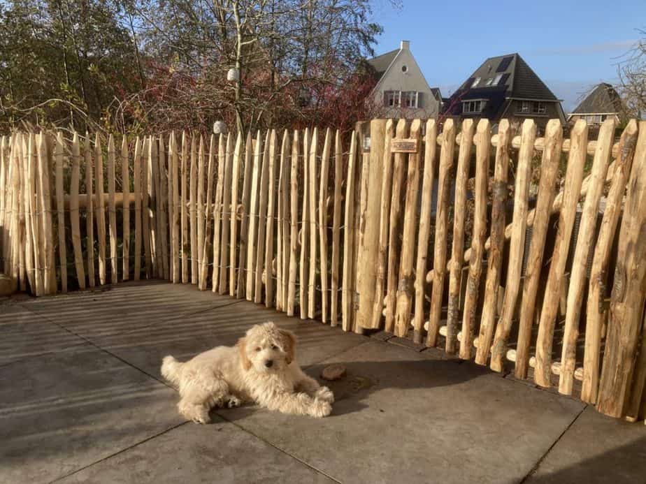 Staketenzaun aus Kastanie 100 cm Adequat