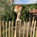 Staketenzaun aus Robinie 100 cm Adequat