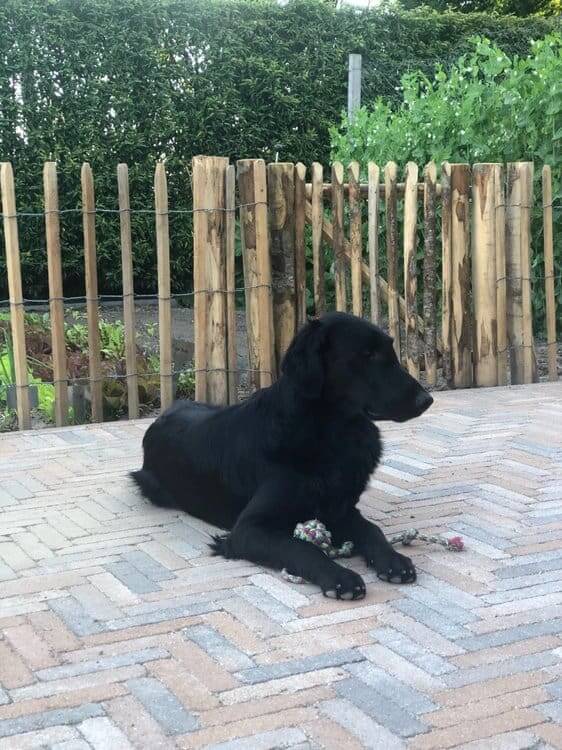 Robinienzaun 80 cm Adequat
