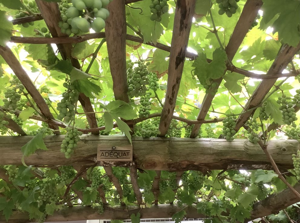 Pergola mit Dach aus Holz: Staketenzaun Kastanienholz