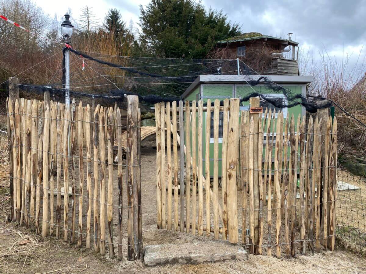 Hühnerzaun: Staketenzaun 150 cm, 6 cm Lattenabstand mit Zauntortor 100Bx150H, Robinienpfahl 250 cm lang, 10-12 cm Durchmesser