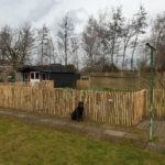 Fransk kastanjehegn 100 cm Adequat