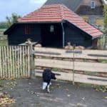 Fransk kastanjehegn 100 cm Adequat