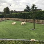 Fransk kastanjehegn 80 cm Adequat