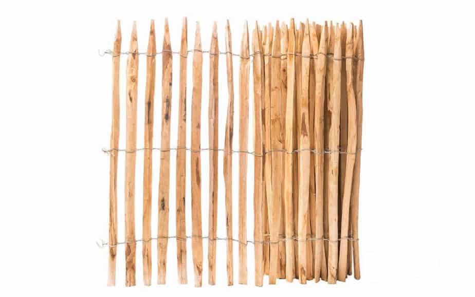 Fransk kastanjehegn 100 cm højt