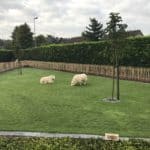Ganivelle française 80 cm Adequat