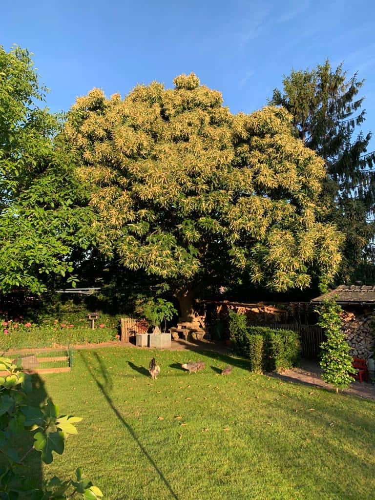 Le bois de châtaignier