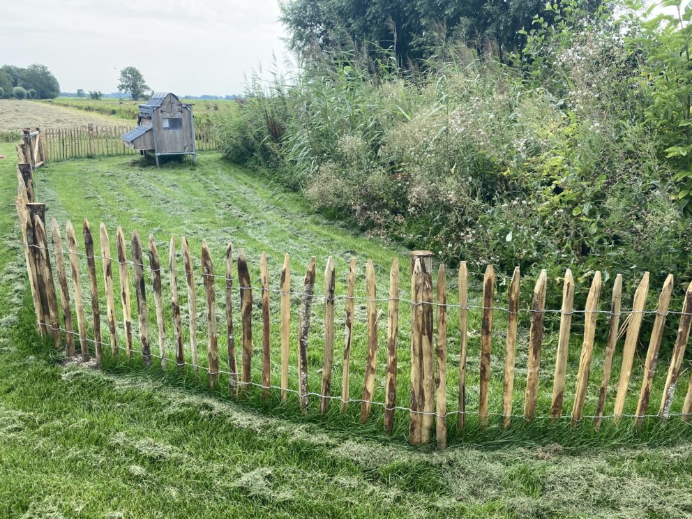 Clôture ganivielle française en bois de châtaignier de 80 cm de hauteur et avec un espacement de 4 cm. entre les lattes. Autour du poulailler.