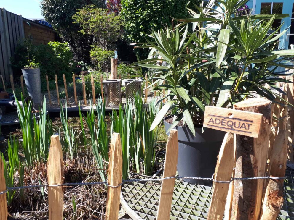 Clôture ganivielle française en bois de châtaignier de 50 cm de hauteur et avec un espacement de 10 cm entre les lattes. Cloture pour un ëtang.