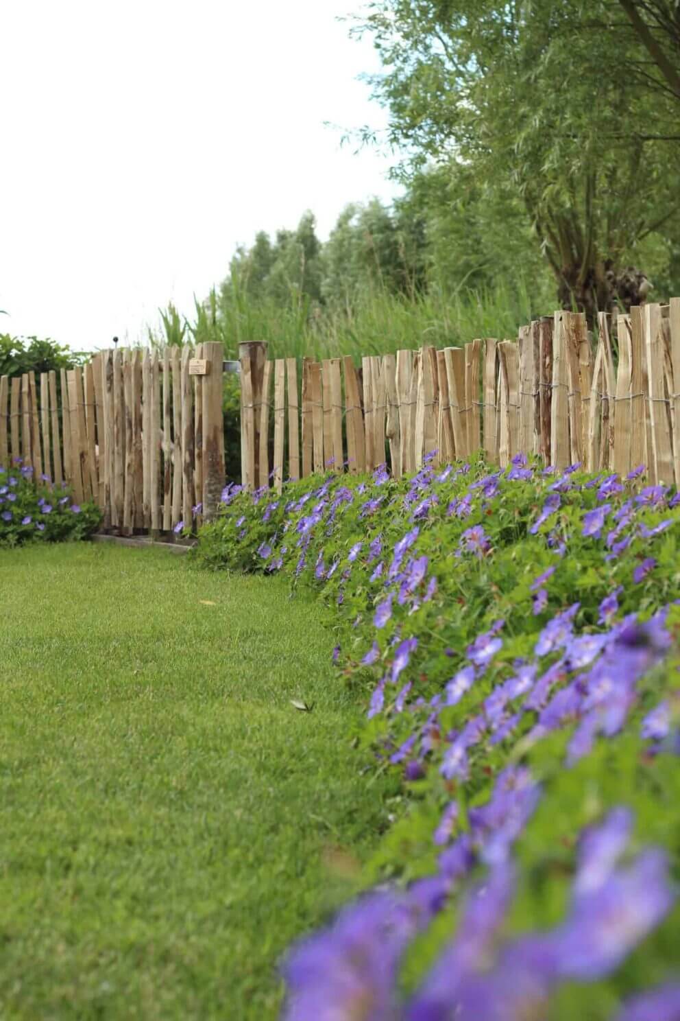 Clôture ganivielle française en bois de châtaignier de 80 cm de hauteur et avec un espacement de 6 cm. entre les lattes.