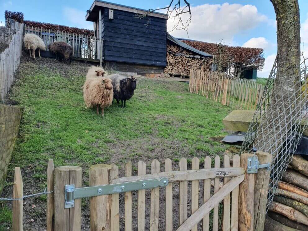Clôture ganivielle française en bois de châtaignier de 80 cm de hauteur et avec un espacement de 8 cm. entre les lattes. Autour du pâturage des moutons.