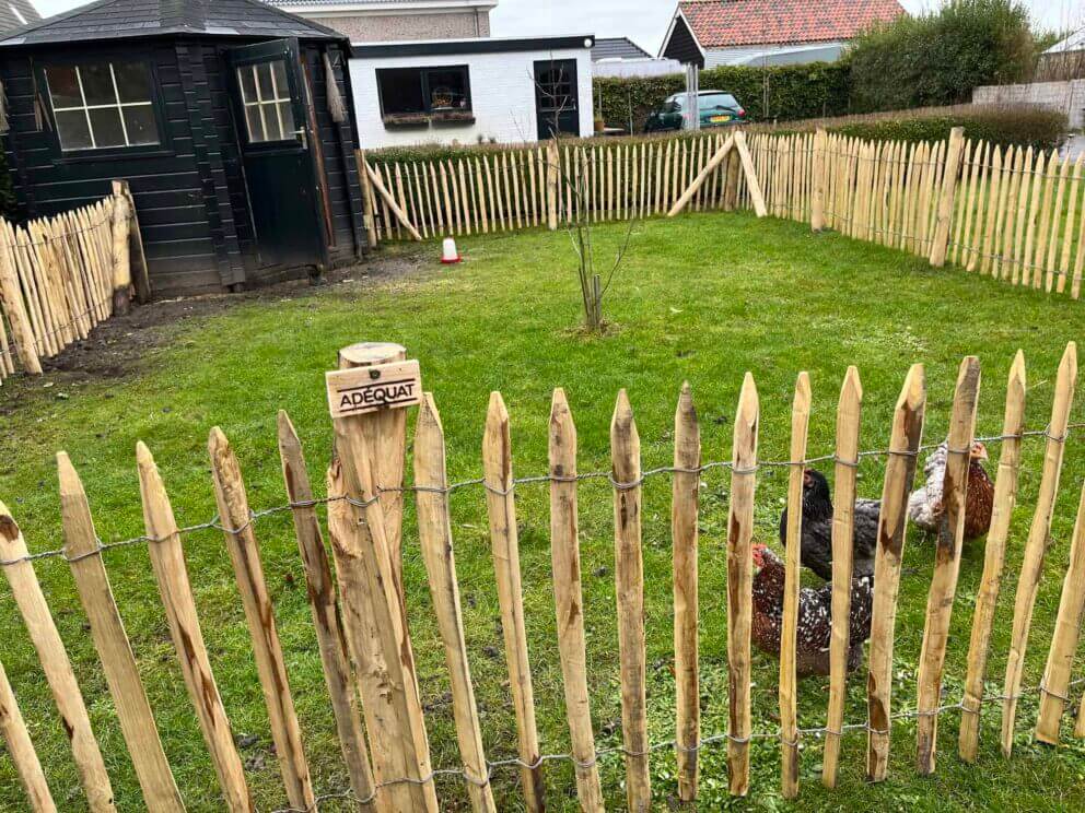 Clôture ganivielle française en bois de châtaignier de 80 cm de hauteur et avec un espacement de 4 cm. entre les lattes. Autour du poulailler.