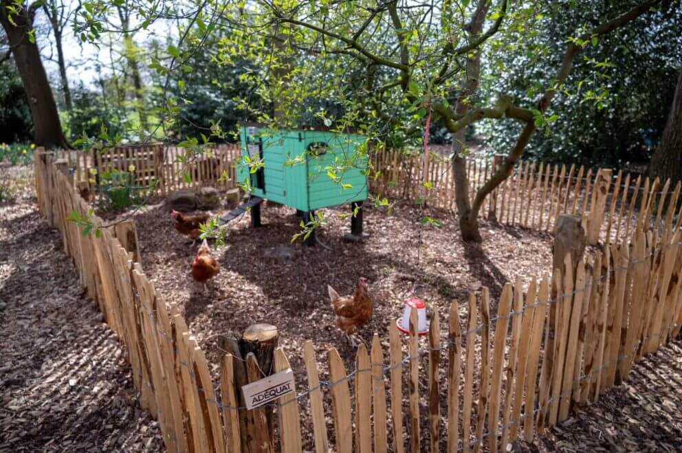 Clôture ganivielle française en bois de châtaignier de 80 cm de hauteur et avec un espacement de 4 cm. entre les lattes. Autour du poulailler .