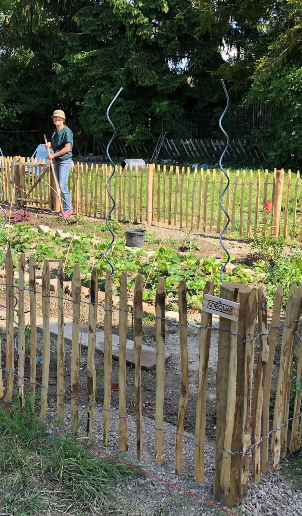 Clôture ganivielle française en bois de châtaignier de 80 cm de hauteur et avec un espacement de 6 cm. entre les lattes. Clôture autour du potager.