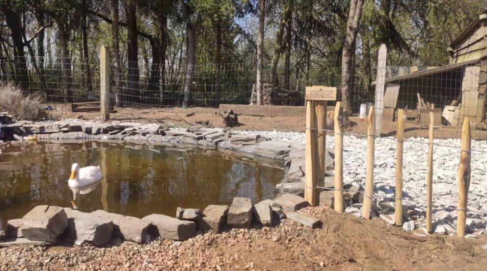 Clôture ganivielle française en bois de châtaignier de 50 cm de hauteur et avec un espacement de 10 cm entre les lattes. Sucurise une étant.
