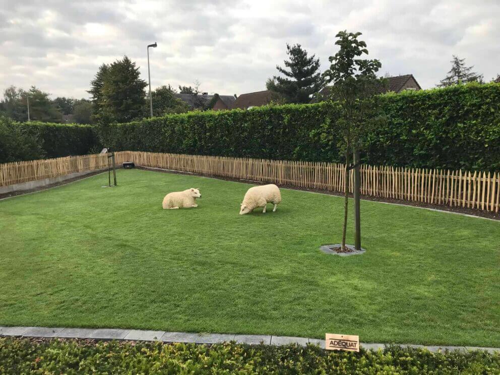 Clôture ganivielle française en bois de châtaignier de 80 cm de hauteur et avec un espacement de 4 cm. entre les lattes. Autour du pâturage des moutons.