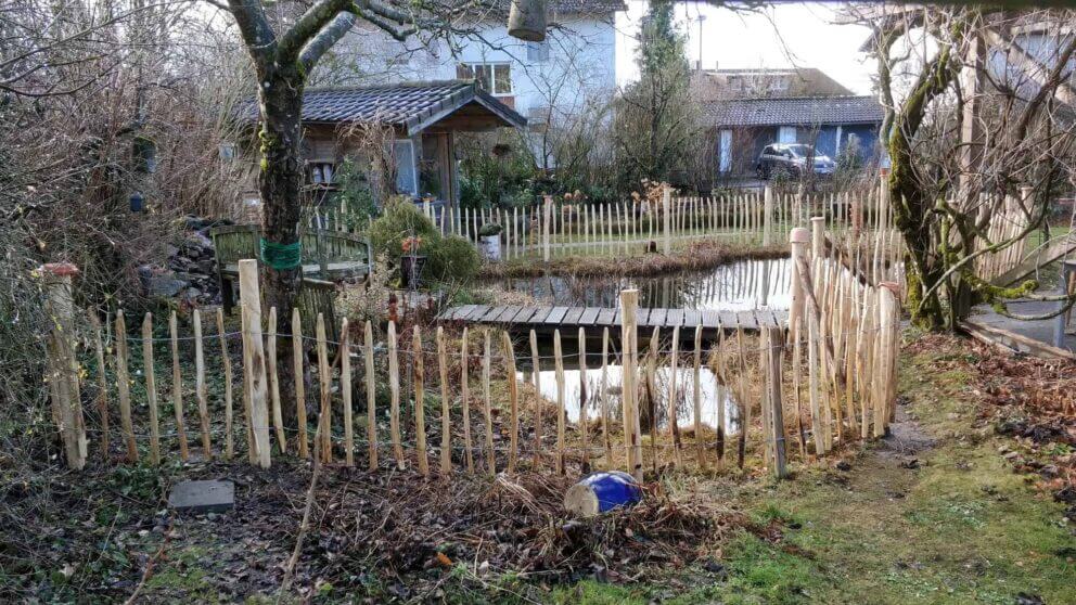 Clôture ganivielle française en bois de châtaignier de 80 cm de hauteur et avec un espacement de 6 cm. entre les lattes. Securise une étant.