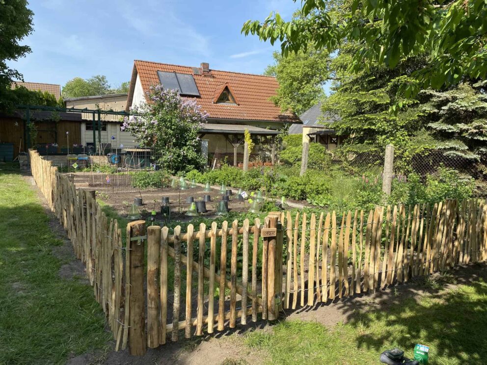 Clôture ganivielle française en bois de châtaignier de 80 cm de hauteur et avec un espacement de 4 cm. entre les lattes. Clôture autour du potager.