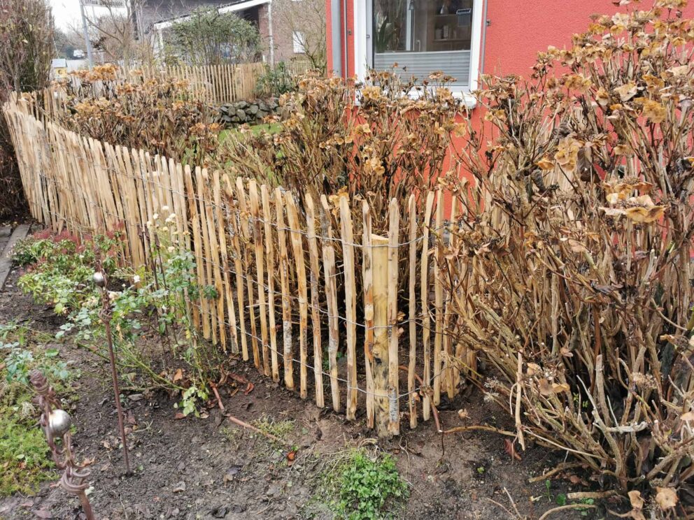 Clôture ganivielle française en bois de châtaignier de 100 cm de hauteur et avec un espacement de 6 cm. entre les lattes.