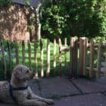 Franse rondhoutpoort van 80 cm breed bij 50 cm hoog met schapenhek van 50 cm hoog als afscheiding in de tuin. Voor het schapenhek en de poort ligt een licht bruine Labradoodle.