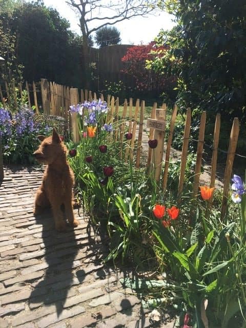 schapenhek met hond