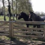 Nederlandse veldpoort eiken dubbel 210 cm breed per poortdeel