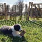 Frans schapenhek Adequat 100cm met een raamwerkpoort van 100 cm breed en 100 cm hoog als omheining in de tuin voor een puppy.