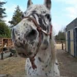 Paardenbak voor Senna