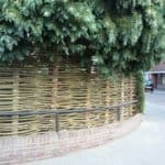Wilgentenen schutting gevlochten tussen twee heggen en onder een hele grote boom. Er is veel groen te zien en de wilgentenen gaan mooi op in al het groen van de tuin.