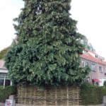 Wilgentenen schutting gevlochten tussen twee heggen en onder een hele grote boom. Er is veel groen te zien en de wilgentenen gaan mooi op in al het groen van de tuin.