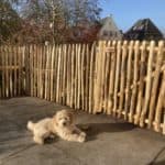 schapenhek 100 cm Adequat