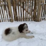 Frans schapenhek van 80 cm hoog met een latafstand van 4 cm en een franse rondhoutpoort van 80 cm bij 80 cm in een tuin met heel veel sneeuw en een hond