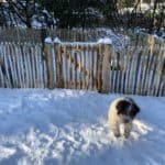 Frans schapenhek van 80 cm hoog met een latafstand van 4 cm en een franse rondhoutpoort van 80 cm bij 80 cm in een tuin met heel veel sneeuw en een hond