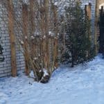 Kastanje palen 10-12 cm met een lengte van 300 cm en kastanjehouten palen van 250 cm