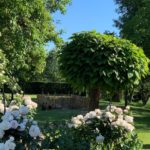 Schapenhek robinia 80 cm hoog met latafstand 4 cm Adéquat