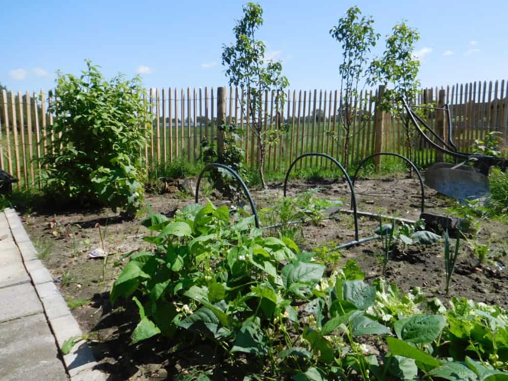Frans schapenhek van robinia hout met een hoogte van 120 cm en een latafstand van 4 cm Adequat