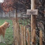Frans schapenhek 100 cm hoog met latafstand 8 cm voor de hond