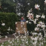 Franse rondhoutpoort van 120 breed bij 120 hoog ls doorgang tussen een heeg in een tuin.