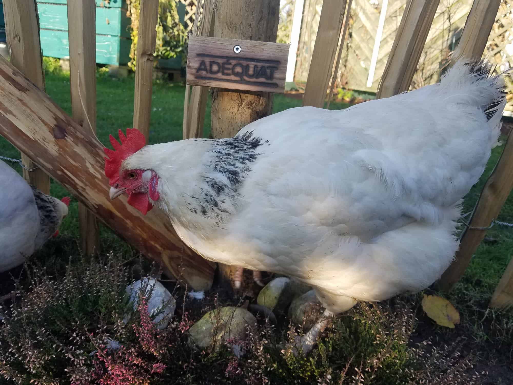 Frans Schapenhek 120 cm en een latafstand van 4 cm Adéquat