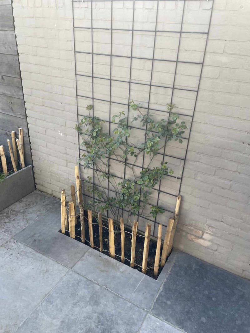 Op de foto is schapenhek van 50 cm hoog met een latafstand van 6 cm te zien. Dit schapenhek staat als afrastering bij een stuk klimop in de tuin. De klimop is bevestigd aan een betonmat welke bevestigd is aan een lichtbruin grijzige muur. Het hekwerk is bevestigd in de grond waar de klimop ook in staat en eromheen liggen grote stenen tegels in een blauw grijzige kleur. De verschillende kleuren bruin van het hekwerk passen goed bij de kleuren van de plant en de tegels.