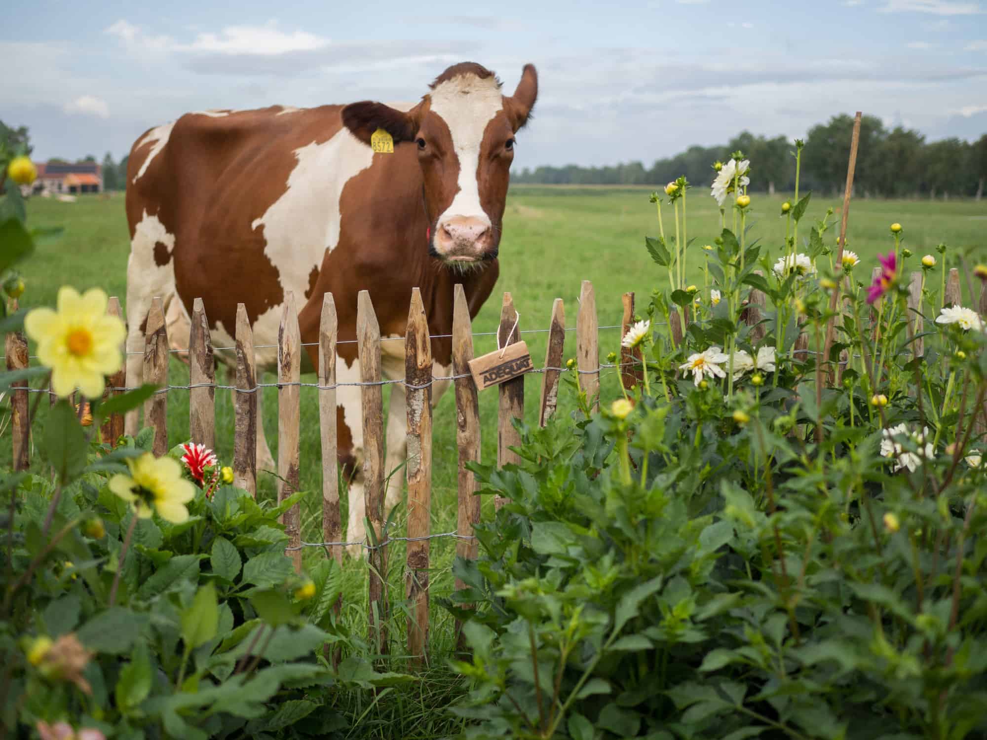 Frans schapenhek in de hoogte 100 cm met een latafstand van 4 cm met kastanje palen van 150/160 cm lang met een diameter van 7/9 cm als afrastering tussen moestuin en koeien weide